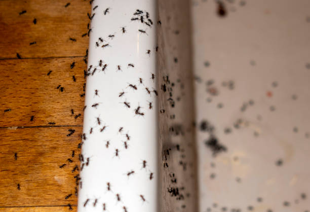 Best Pest Control Near Me in Cornelius, OR